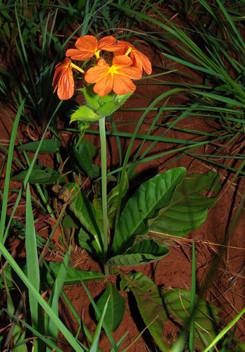 Crossandra greenstockii image