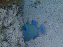 Pseudobalistes fuscus