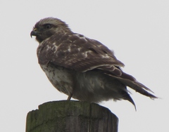 Buteo lineatus