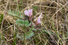 Astragalus testiculatus