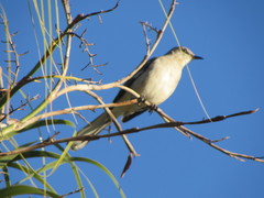 Mimus polyglottos