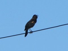 Agelaius phoeniceus