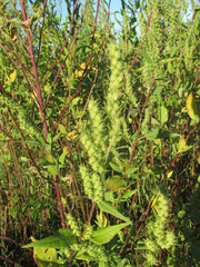 Iva annua