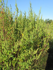 Iva annua