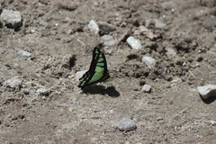 Graphium cloanthus