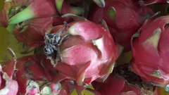 Selenicereus costaricensis