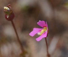 Stylidium ecorne
