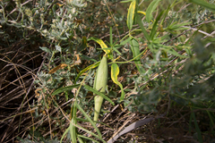 Vincetoxicum sibiricum