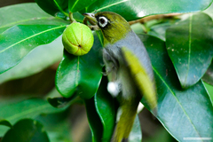 Zosterops lateralis nigrescens