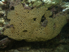 Holopsamma laminaefavosa