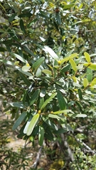 Eucryphia lucida