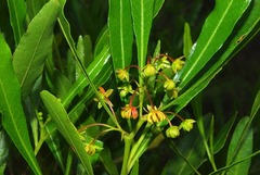 Dodonaea viscosa angustifolia