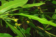 Dodonaea viscosa angustifolia