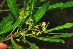 Dodonaea viscosa angustifolia