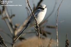 Lanius sphenocercus