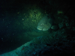 Epinephelus coioides