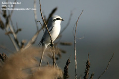 Lanius sphenocercus