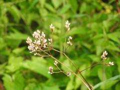 Persicaria muricata