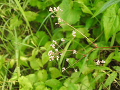 Persicaria muricata
