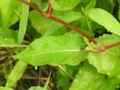 Persicaria muricata