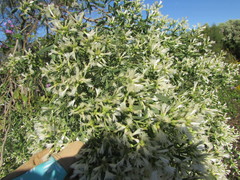 Baccharis halimifolia