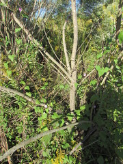 Baccharis halimifolia