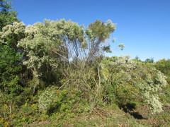 Baccharis halimifolia