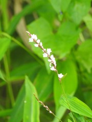 Polygonum jucundum