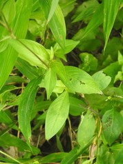 Polygonum jucundum