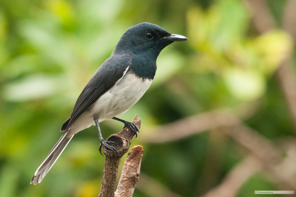 Melanesian Flycatcher photo