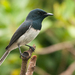 Melanesian Flycatcher - Photo (c) Frédéric Desmoulins, some rights reserved (CC BY-NC), uploaded by Frédéric Desmoulins