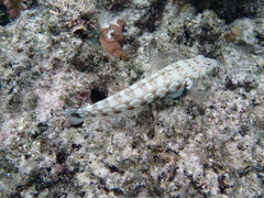 Parapercis millepunctata