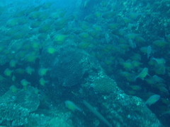 Pempheris affinis