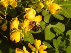 Xylocopa phalothorax