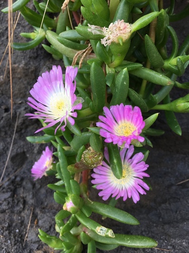 Angular sea-fig (Carpobrotus glaucescens)