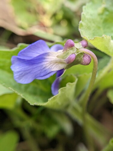 Viola sororia iNat (3)