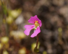 Stylidium ecorne