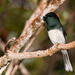 Melanesian Flycatcher (New Caledonia) - Photo (c) Frédéric Desmoulins, some rights reserved (CC BY-NC), uploaded by Frédéric Desmoulins