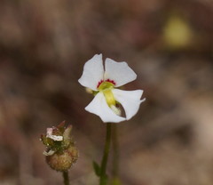 Stylidium ecorne