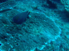 Plectroglyphidodon apicalis