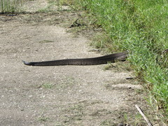 Agkistrodon piscivorus