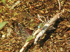 Anax parthenope julius