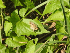 Odontoptilum angulata