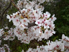 Prunus