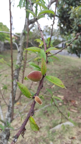 Prunus image
