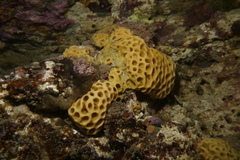 Holopsamma laminaefavosa