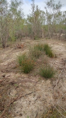 Leucadendron corymbosum