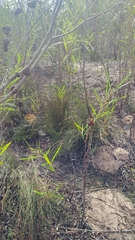 Leucadendron corymbosum