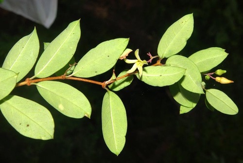 Cryptolepis delagoensis