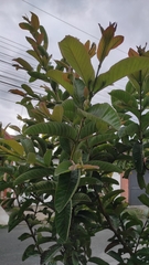 Psidium guajava image